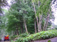  positioning the Log-Rover to use a rope to keep the tension on the tree (via a pulley secured behind the camera in this pic) whilst felling - worked a treat.